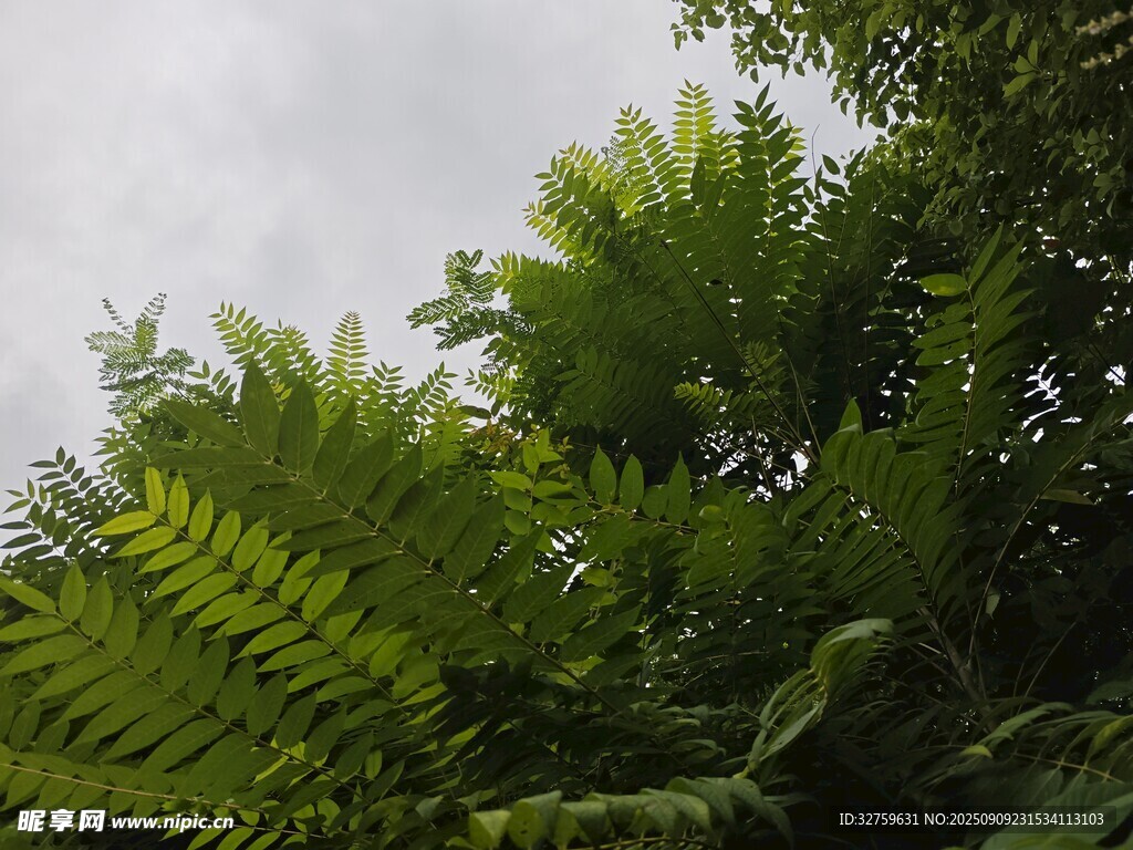翠綠蕨類植物的自然景致
