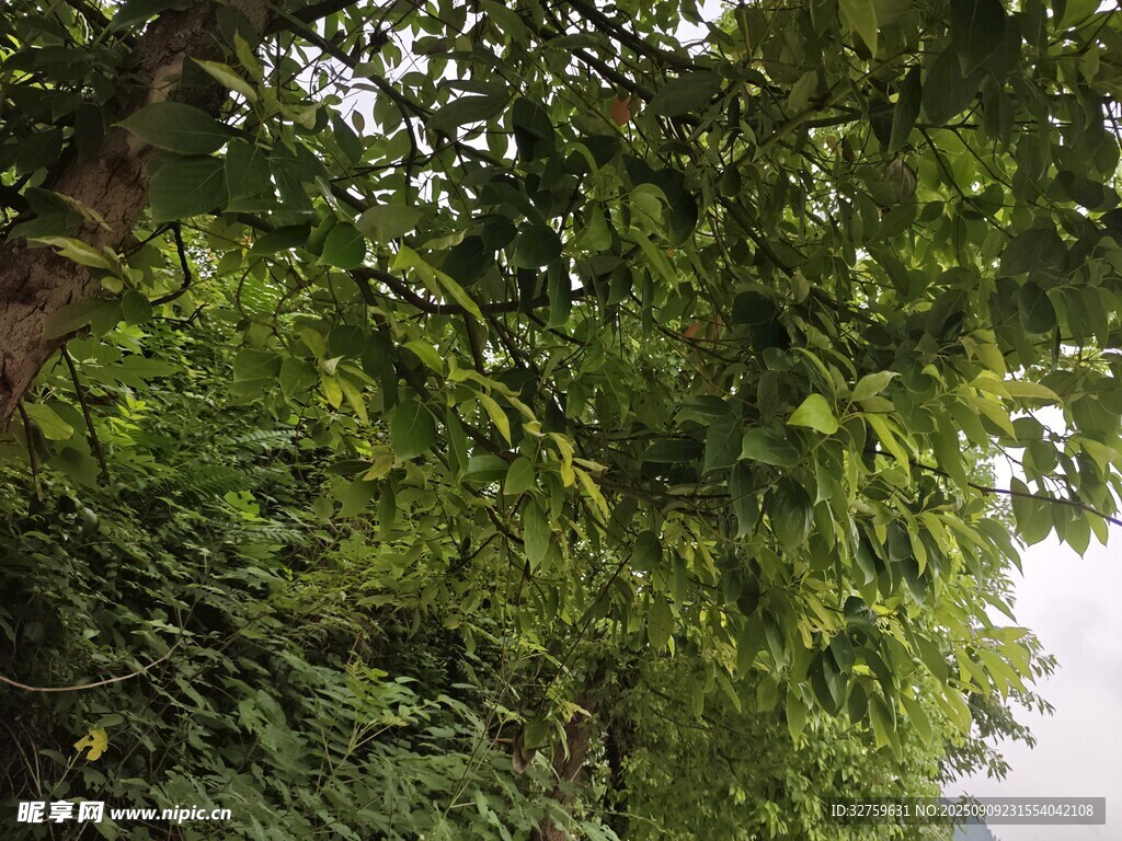 繁茂綠樹成蔭的自然景象