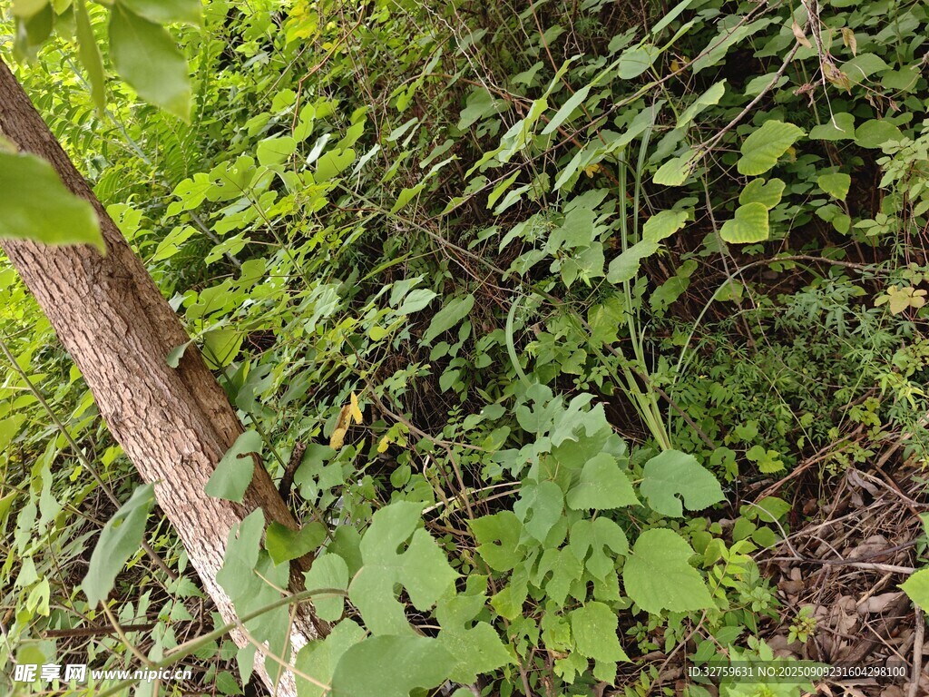 茂密綠植中的樹干