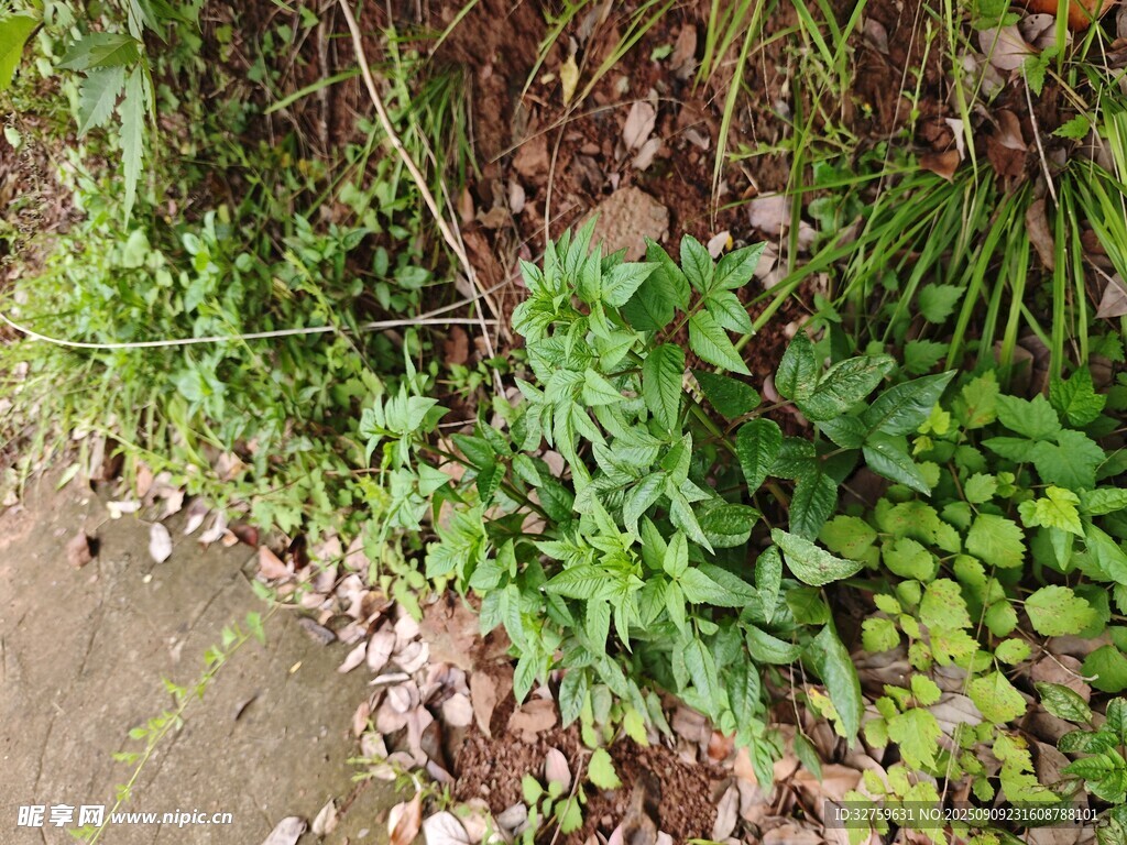 路邊綠植景觀