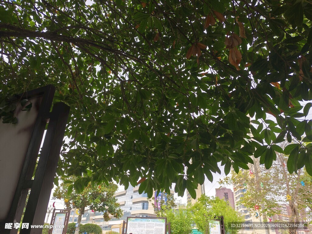 綠蔭下的景致