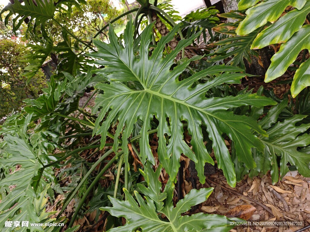 翠綠龜背竹植物景觀