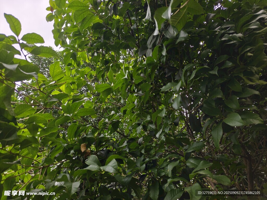 繁茂綠植景觀