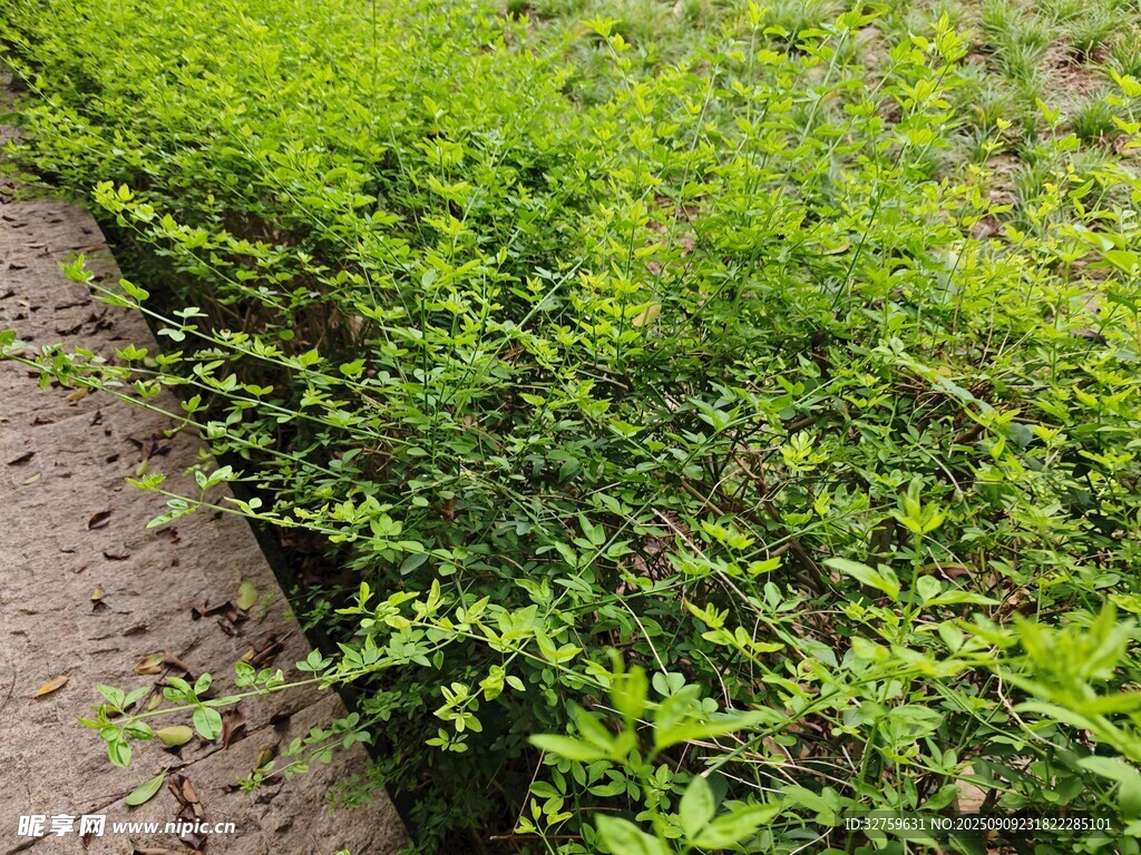 翠綠植物沿小徑生長
