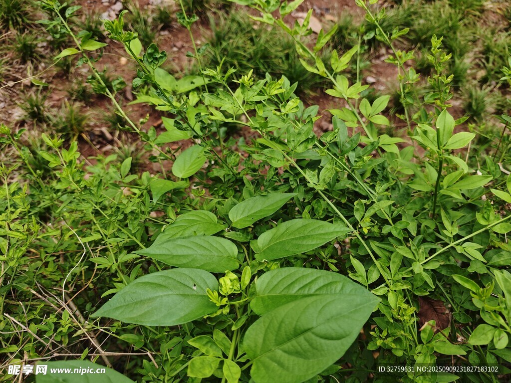 野外繁茂的綠色植物