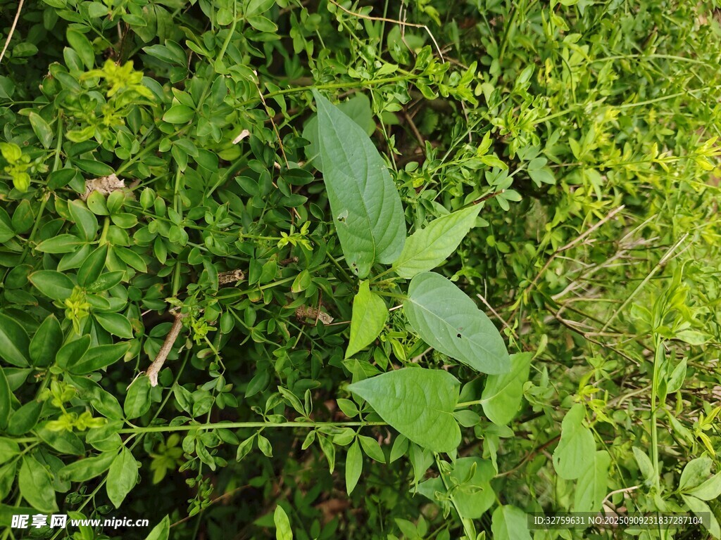 野外繁茂的綠色植物
