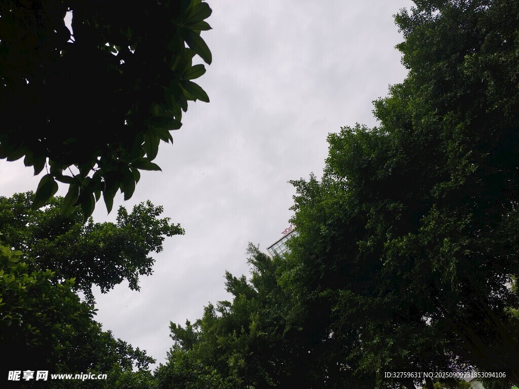 仰視茂密綠樹與天空