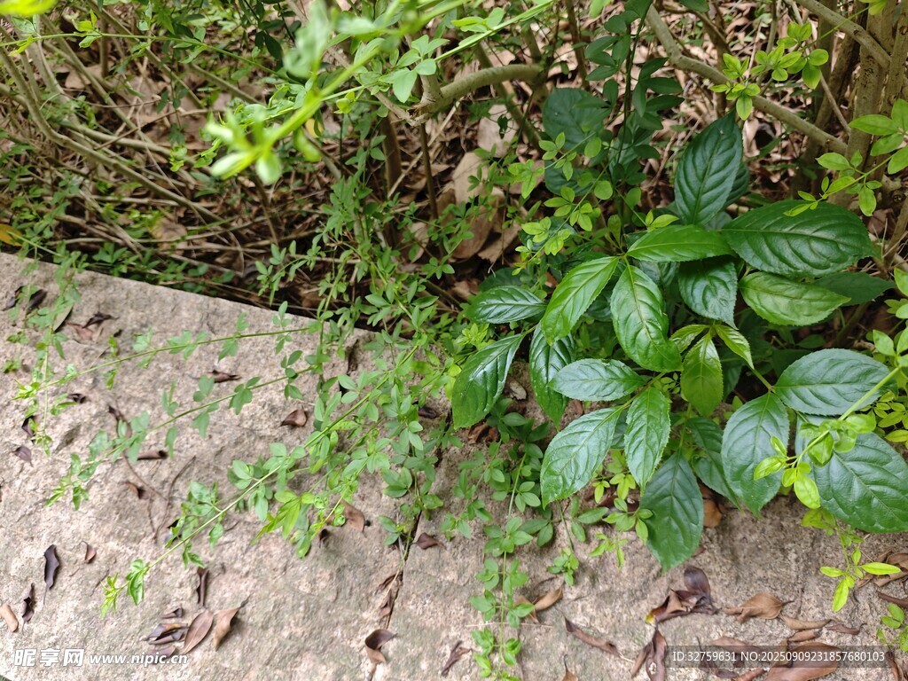 墻角綠植生機勃勃