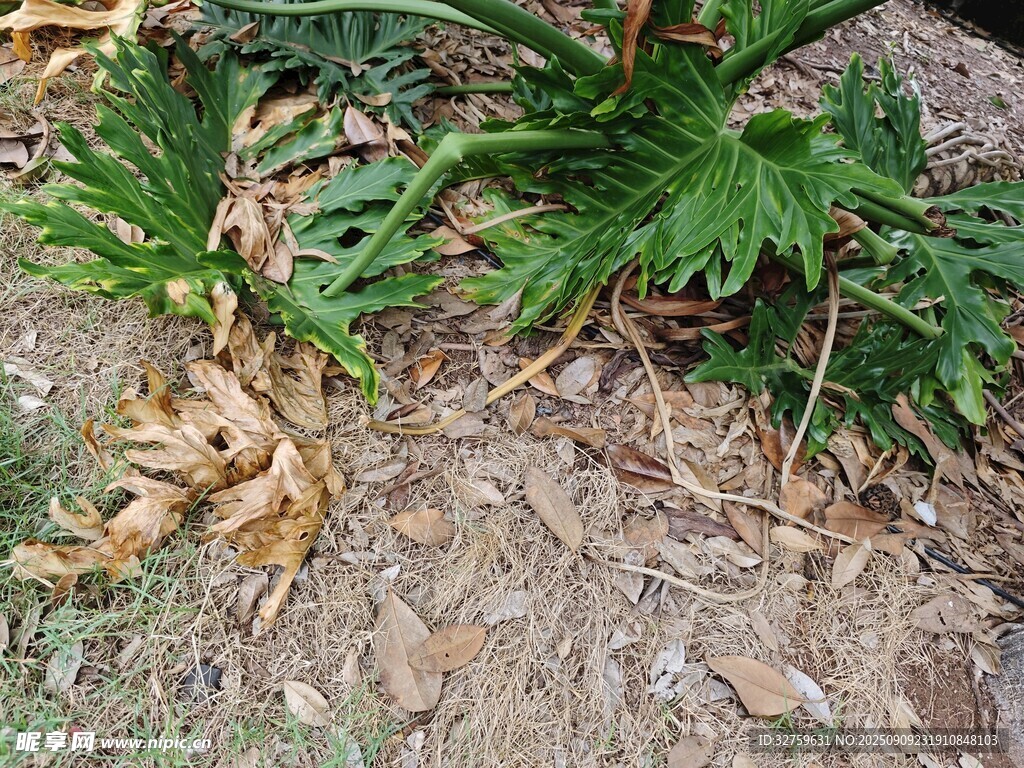 地面綠植與枯葉景象