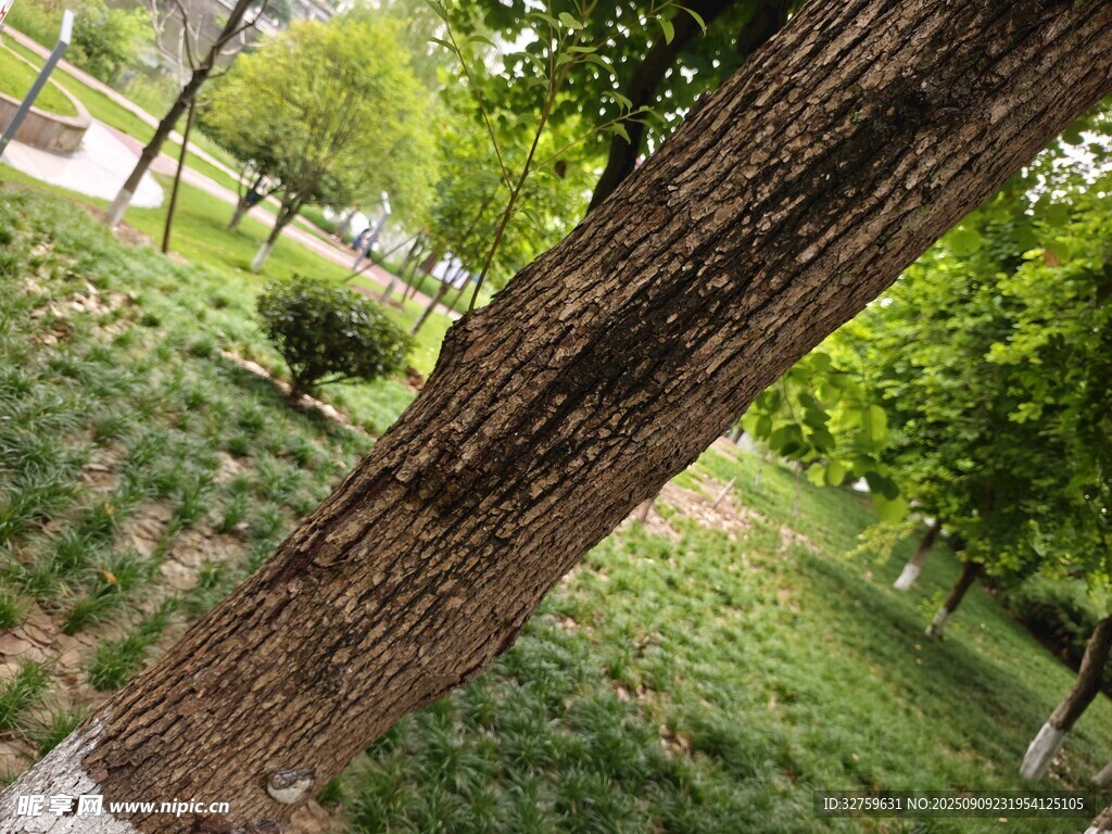 公園中粗壯的樹干與綠植