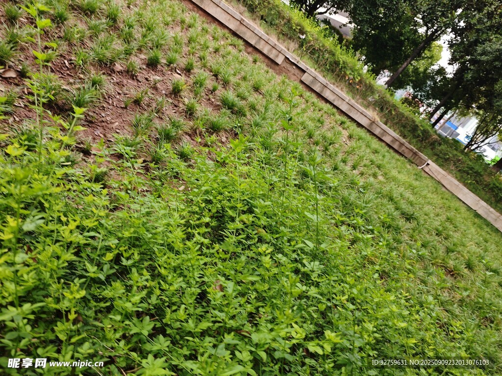 綠意盎然的田園軌道景觀
