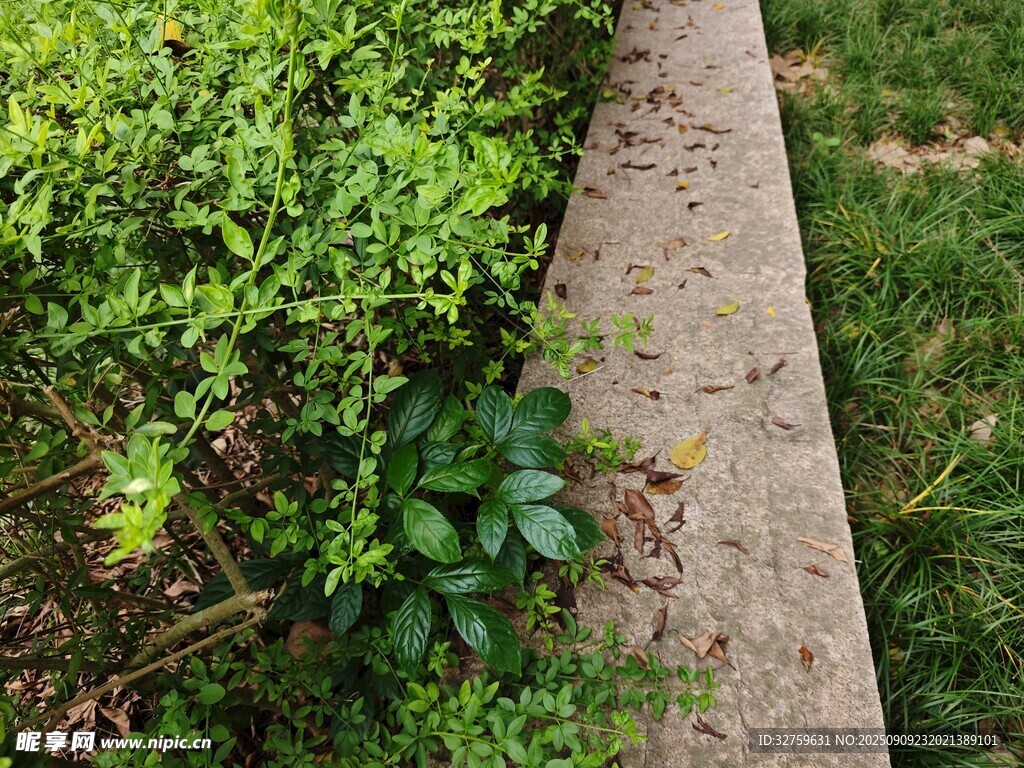 路邊綠植與水泥小徑