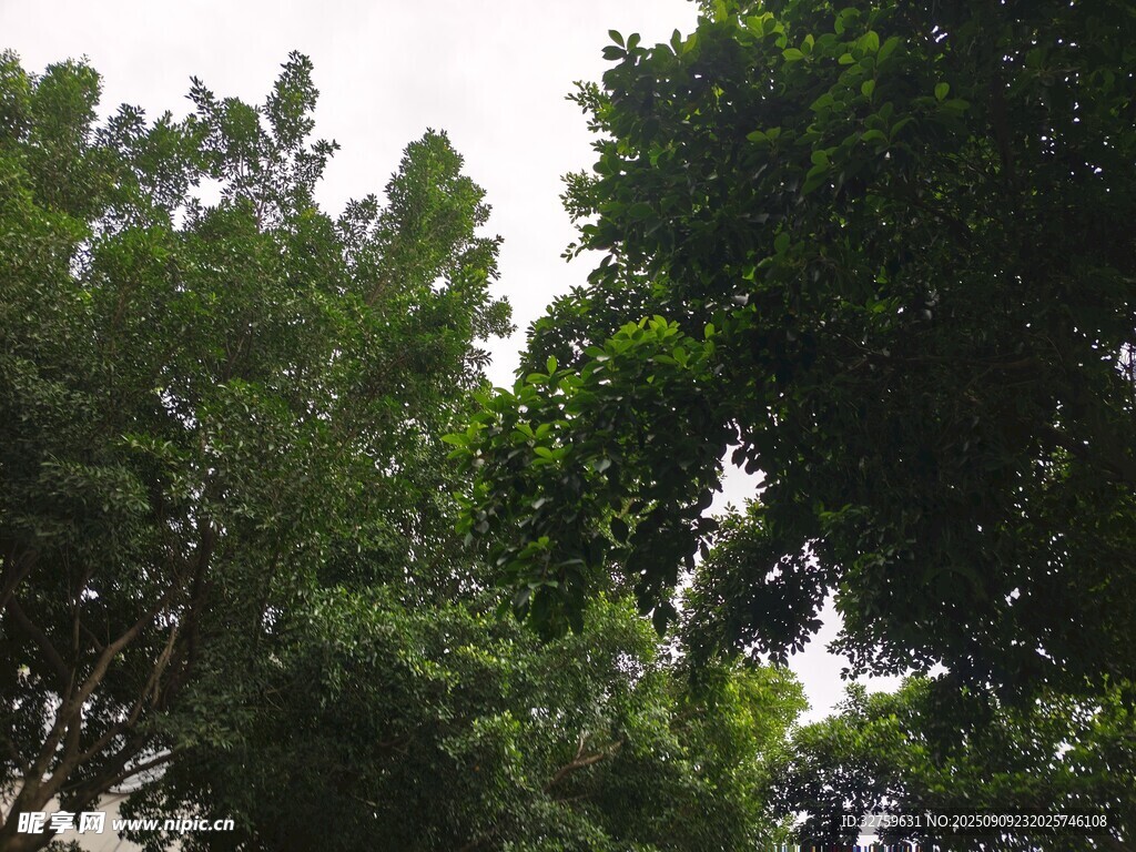 茂密綠樹仰視景象
