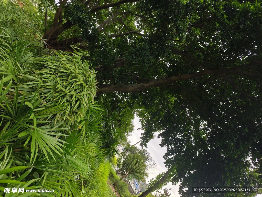 茂密叢林中的綠植景觀