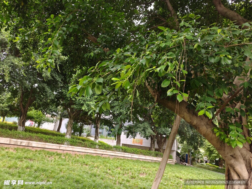 公園中蔥郁大樹與綠地