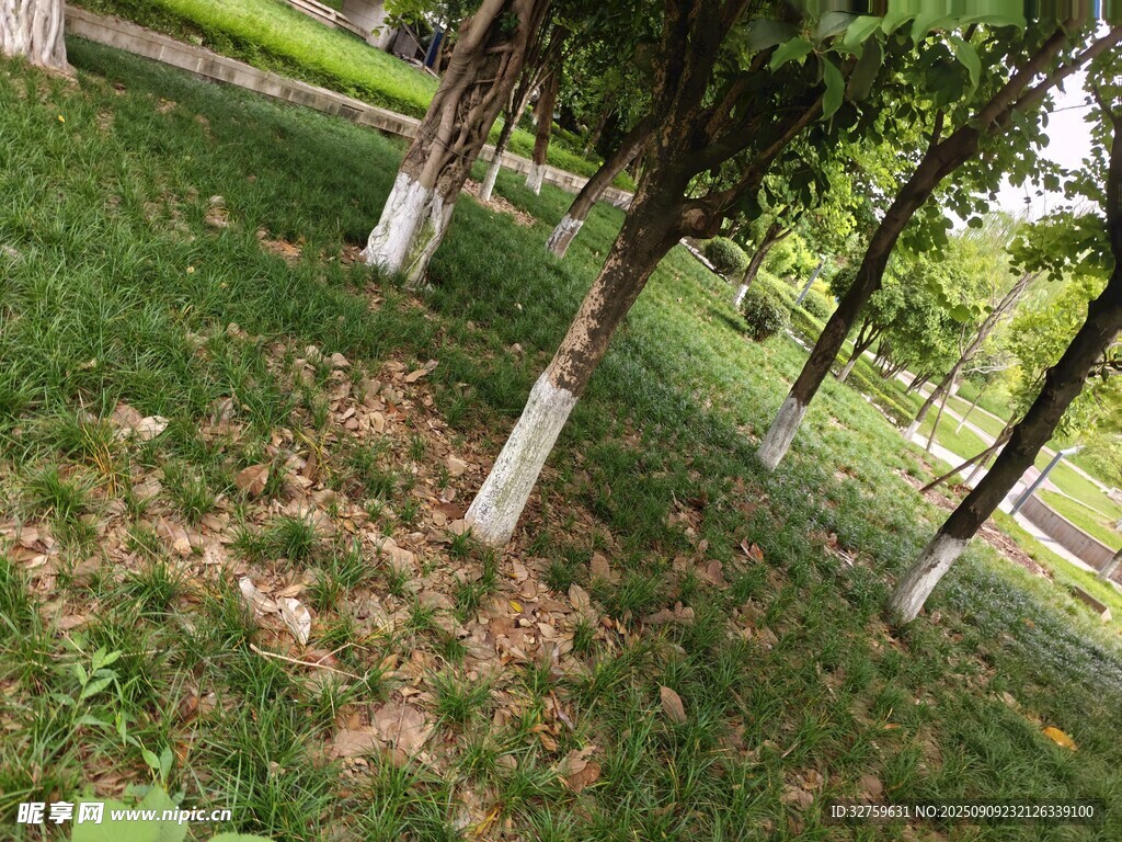 林間草地綠意盎然