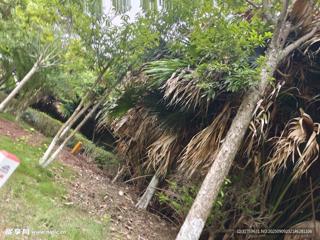 林間茂密植被景觀
