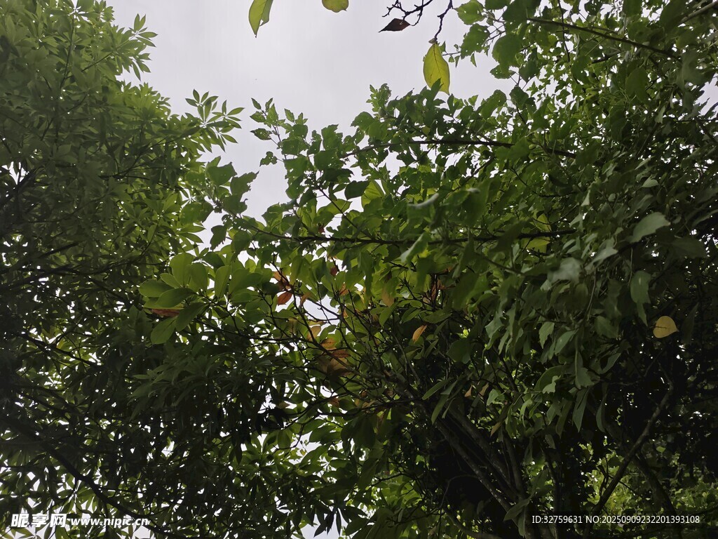 繁茂綠樹間的天空一角