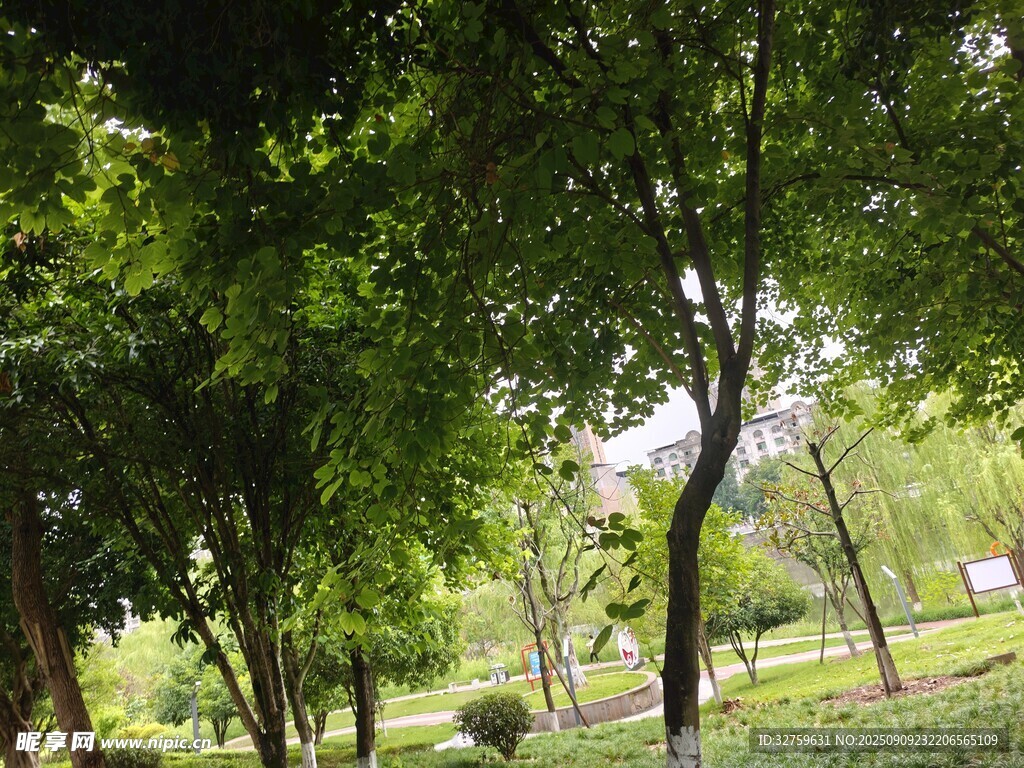 綠意盎然的林間景致
