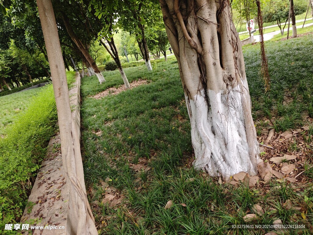 林間樹(shù)木與草地景致