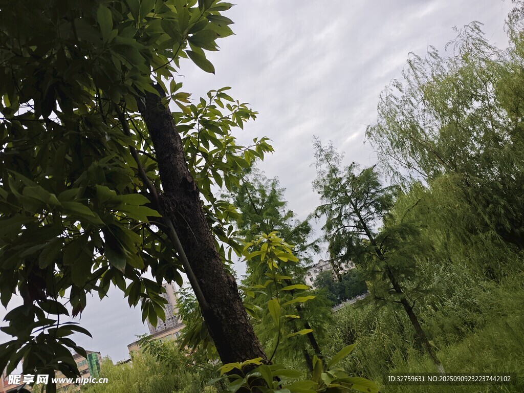 野外繁茂綠植與樹木