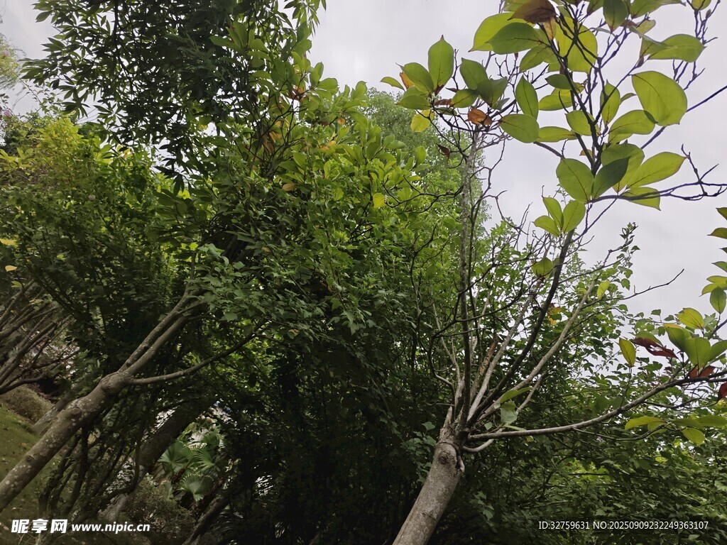 繁茂樹林綠意盎然