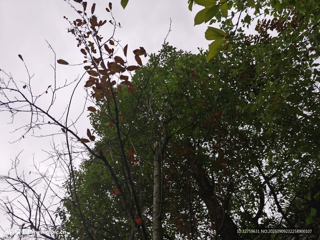 樹林中的繁茂枝葉