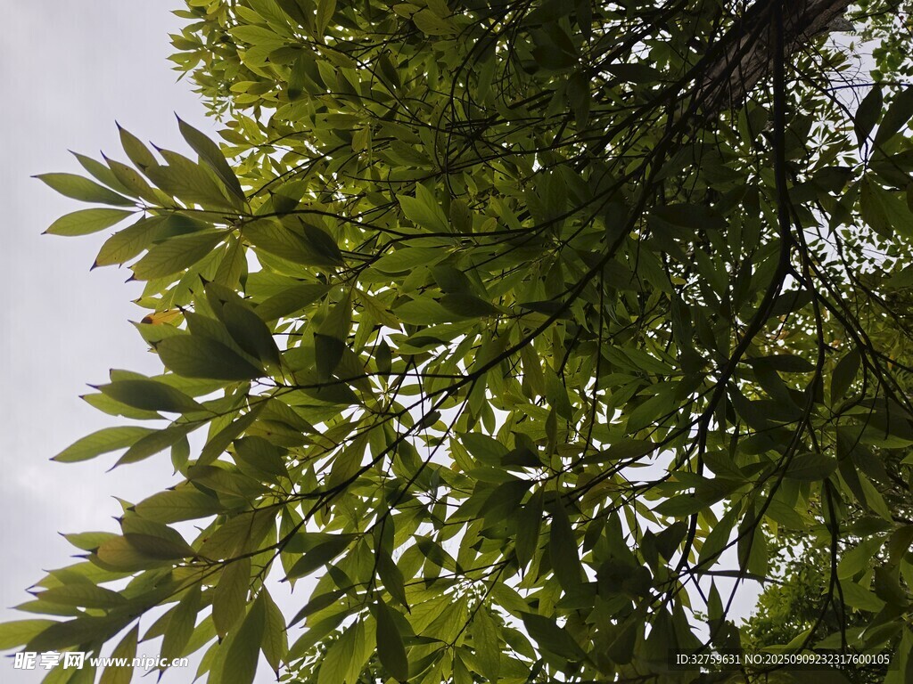 翠綠樹葉映襯晴朗天空
