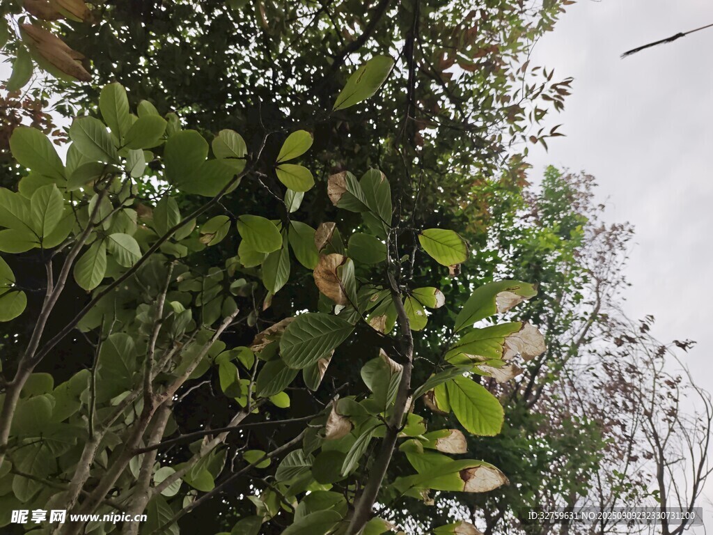 綠葉繁茂的樹木景觀
