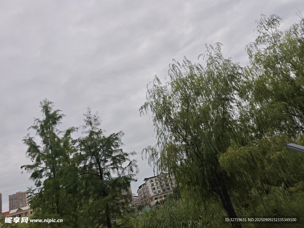 陰天里的蔥郁樹木
