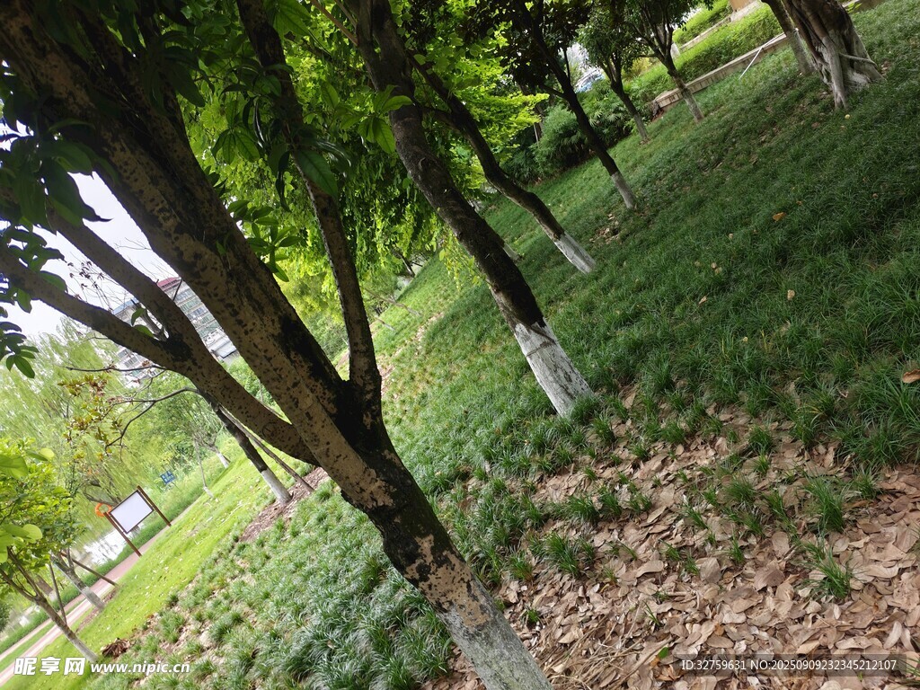 夏日林間綠意盎然