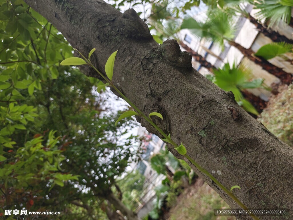 森林中粗壯的樹干與綠植