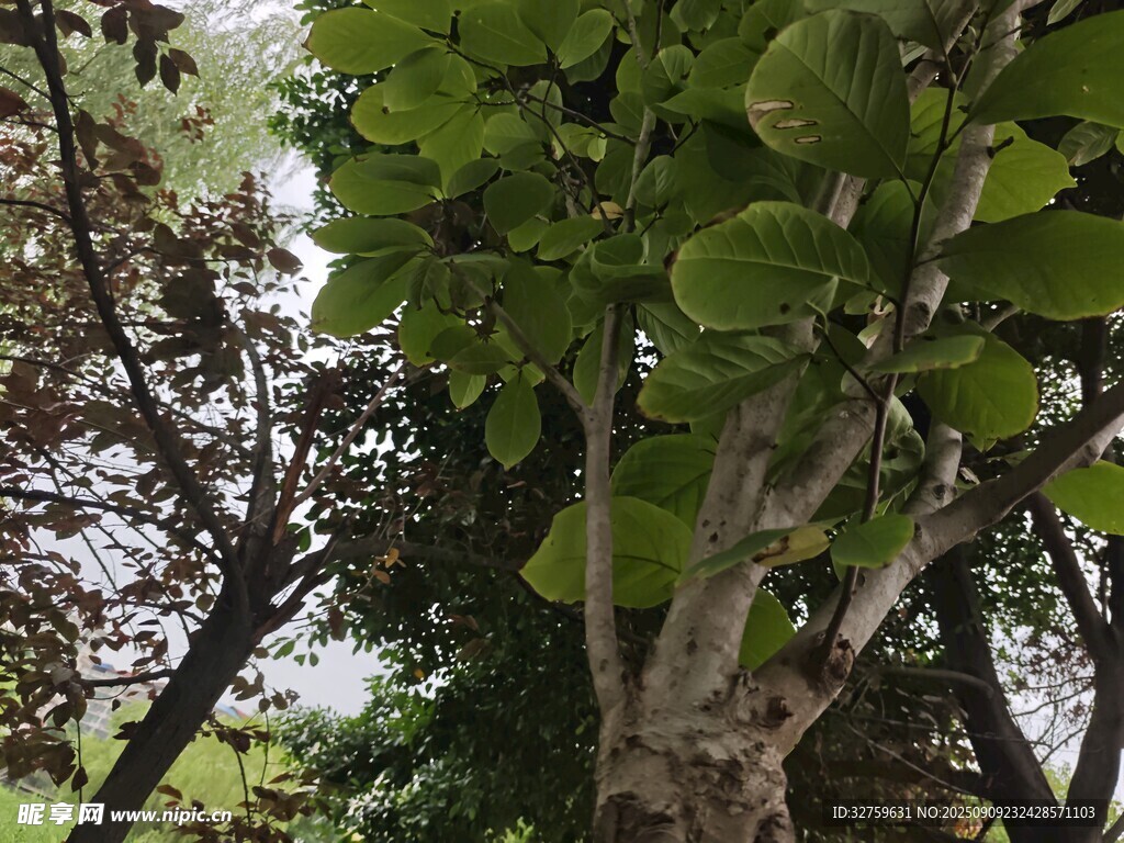 綠葉繁茂的樹木景觀