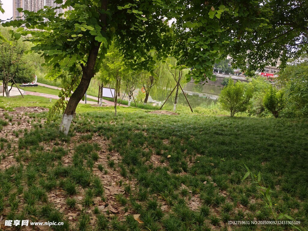 綠意盎然的公園草地景觀