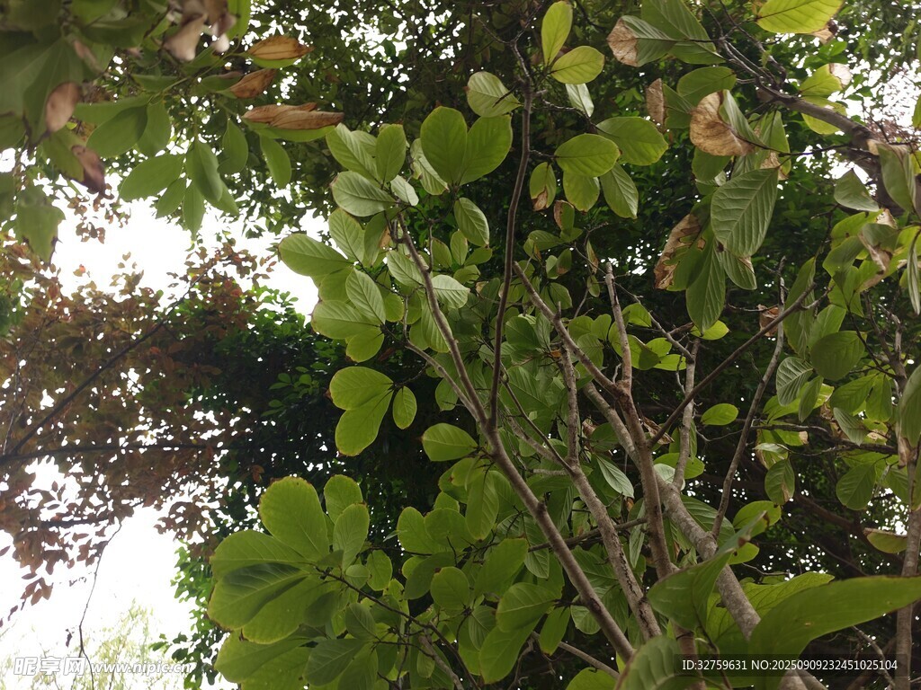繁茂綠植展現(xiàn)自然生機(jī)