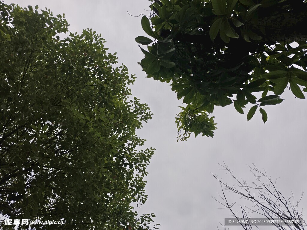 仰視綠樹(shù)與天空景象