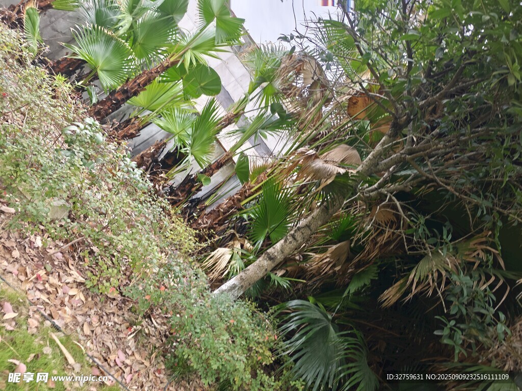 山間繁茂植物景觀