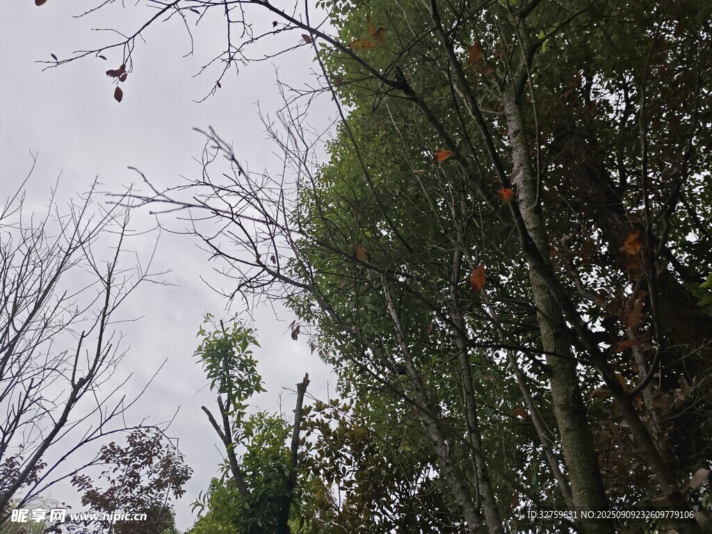 仰視茂密樹林景象