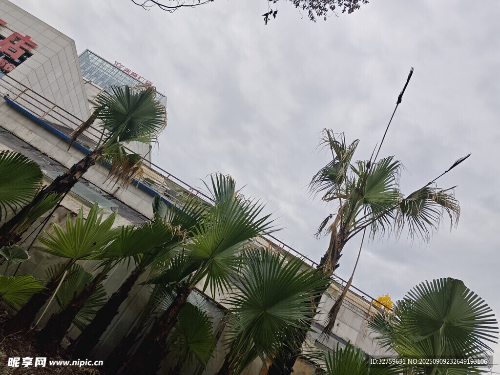 路邊挺拔的棕櫚樹景觀