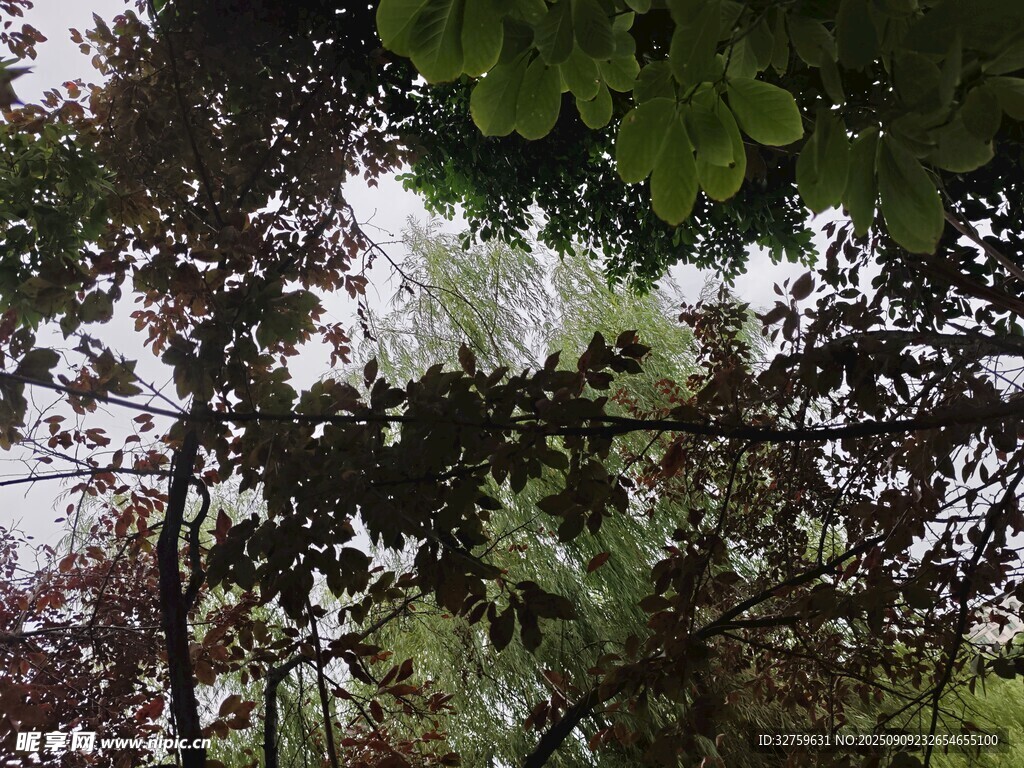 透過枝葉望天空