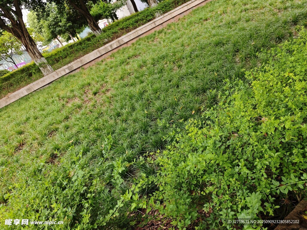 戶外翠綠草坪與綠植景觀