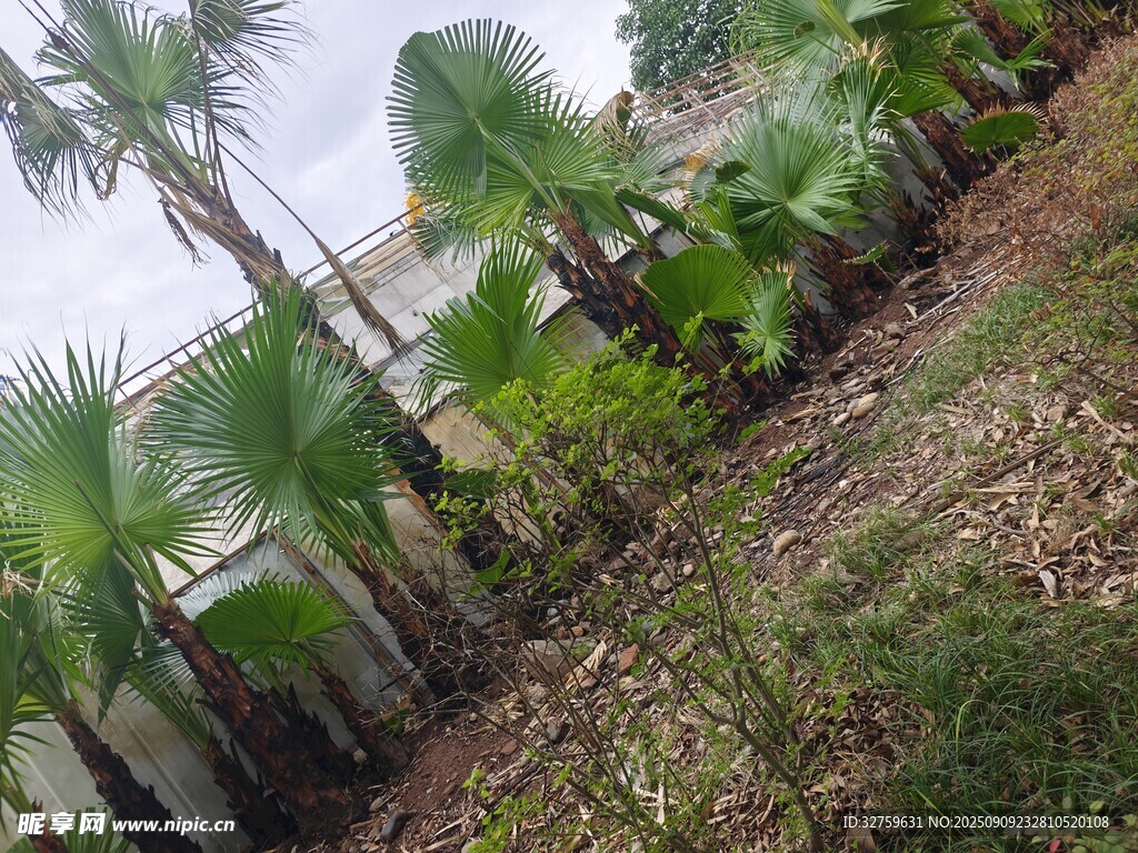 戶(hù)外綠植景觀