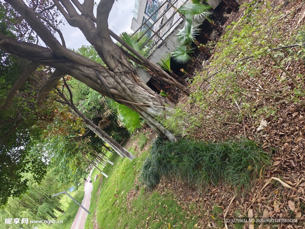 戶外繁茂大樹與周邊景致