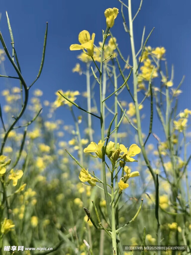 油菜花