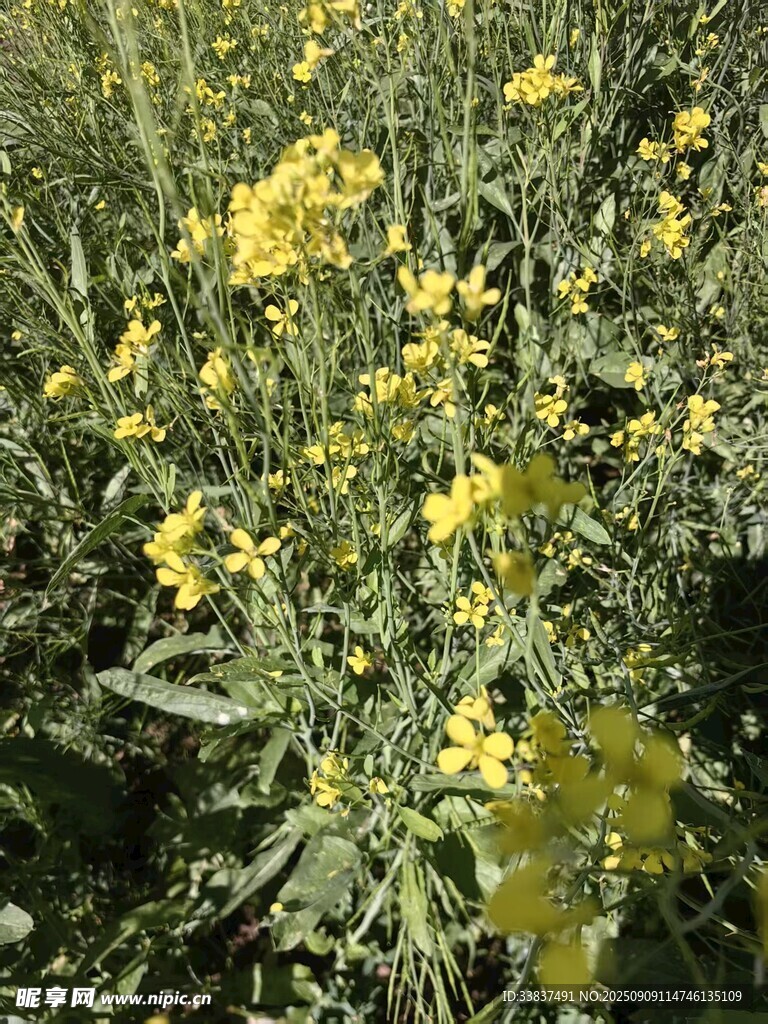 油菜花