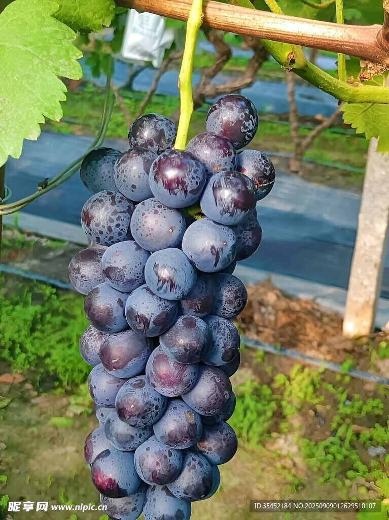 葡萄栽培