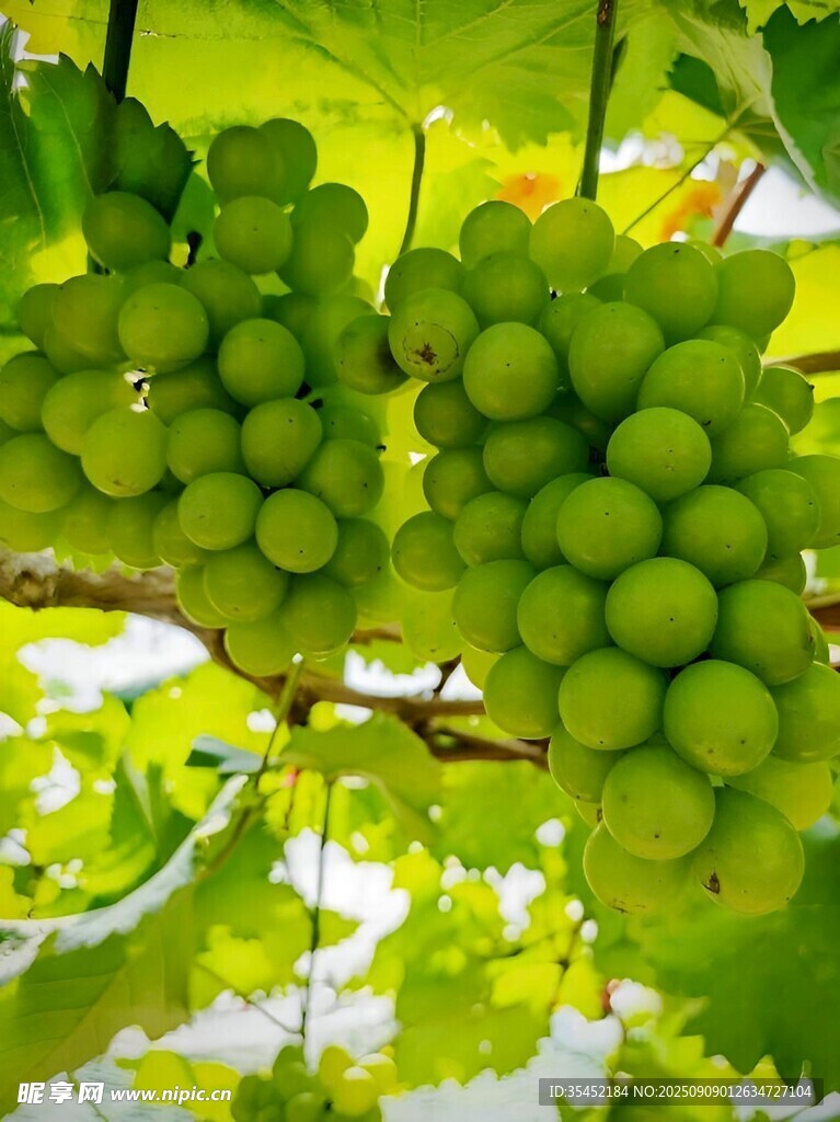 葡萄栽培