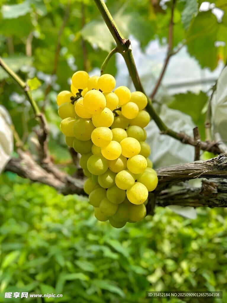 葡萄栽培