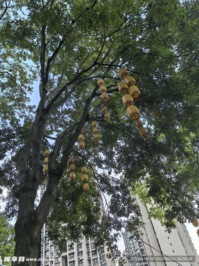 城市中茂盛大樹與高樓