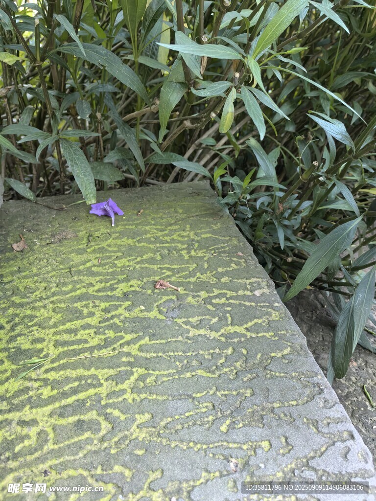 石板上的綠色苔蘚與小花